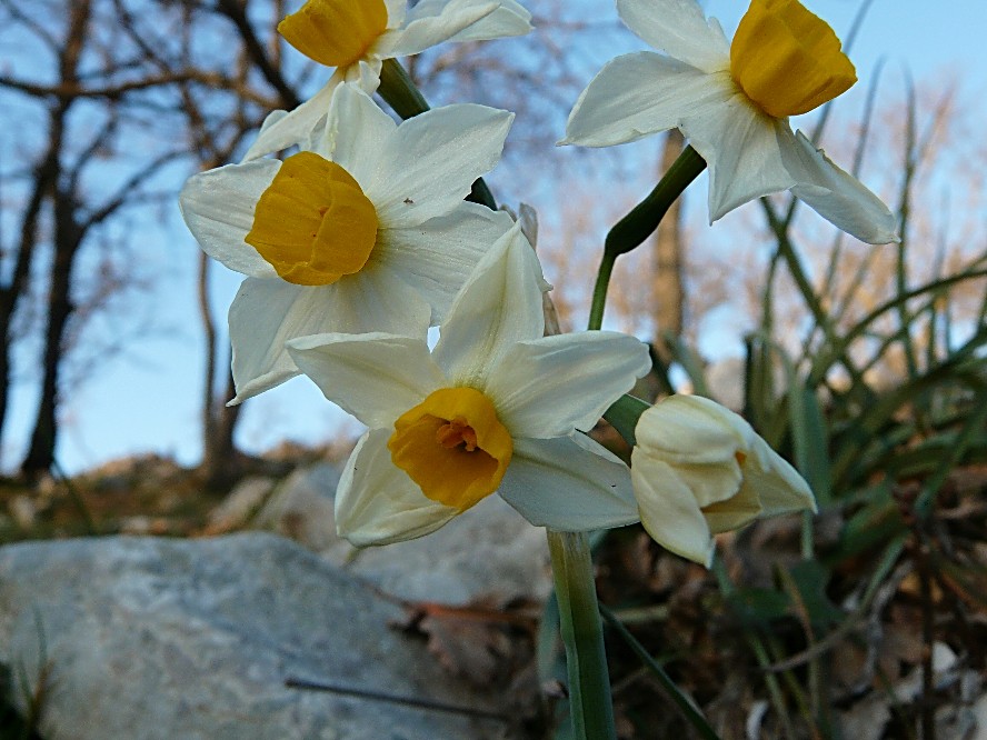 Narcissus tazetta